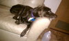 Blue Bird-Adopted