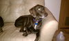 Blue Bird-Adopted