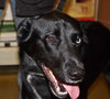 River - ADOPTED 02.19.11