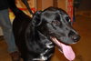 River - ADOPTED 02.19.11