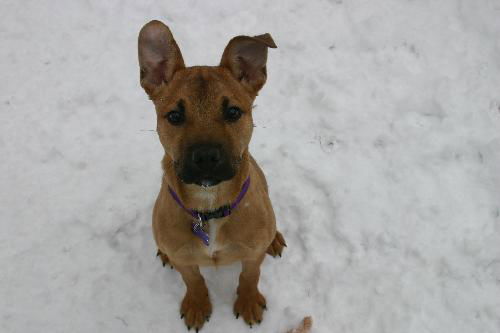 Hailey - ADOPTED 01.29.11