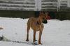 Hailey - ADOPTED 01.29.11