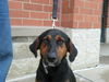 Jeckle - ADOPTED 09.04.11