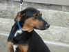 Jeckle - ADOPTED 09.04.11