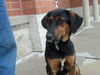 Jeckle - ADOPTED 09.04.11