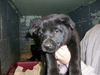 Hb Litter Katcha - PENDING