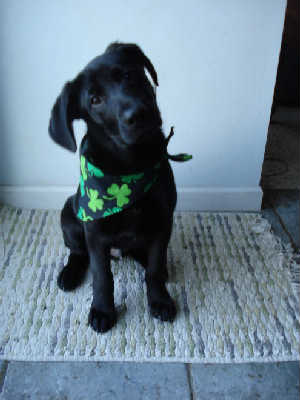 Hb Litter-Finnegan - ADOPTED 04.16.11