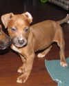 Ib Litter-Kennedy-ADOPTED