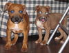 Ib Litter-Kennedy-ADOPTED