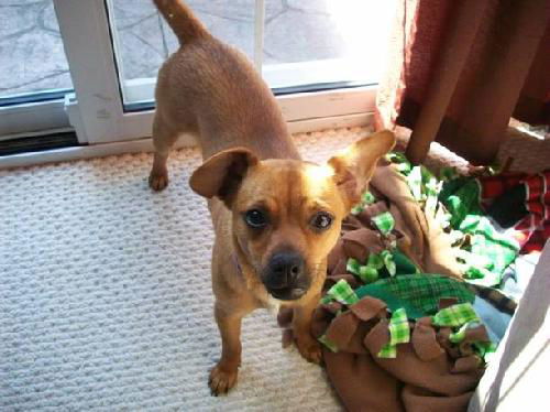 Ginger - ADOPTED 08.01.11