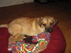 Jb Litter-GiGi - ADOPTED 2.27.11