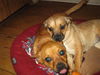 Jb Litter-GiGi - ADOPTED 2.27.11