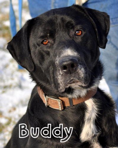 Sir Buddy-PENDING