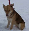 Woogie - ADOPTED 06.08.11
