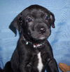 Lb Litter-Austin - ADOPTED 2.26.11