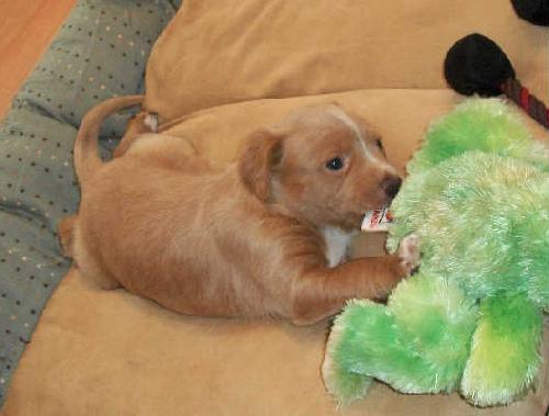 Mb Litter Tali - ADOPTED 02.04.11