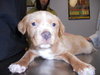Mb Litter Tali - ADOPTED 02.04.11