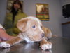 Mb Litter Tali - ADOPTED 02.04.11
