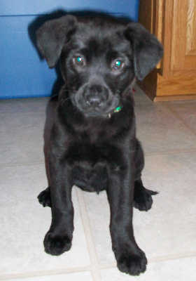 Nb Litter Raven - ADOPTED 02.19.11