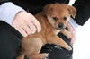 Ob Litter Buckingham - ADOPTED 01.31.11