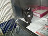 Felix - ADOPTED 9.27.11