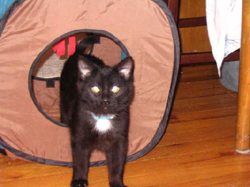Felix - ADOPTED 9.27.11