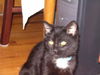 Felix - ADOPTED 9.27.11