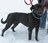 Phred - ADOPTED 07.09.11