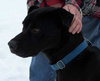 Phred - ADOPTED 07.09.11