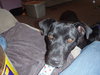 Phred - ADOPTED 07.09.11