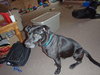 Phred - ADOPTED 07.09.11