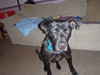 Phred - ADOPTED 07.09.11
