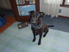 Phred - ADOPTED 07.09.11