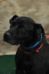 Phred - ADOPTED 07.09.11
