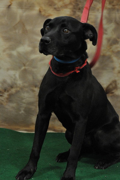 Phred - ADOPTED 07.09.11