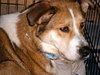 Moira - ADOPTED 05.30.11