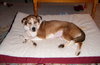 Moira - ADOPTED 05.30.11