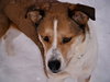 Moira - ADOPTED 05.30.11