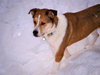 Moira - ADOPTED 05.30.11