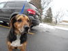 Nellie-ADOPTED 8.12.12