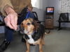 Nellie-ADOPTED 8.12.12