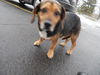 Nellie-ADOPTED 8.12.12