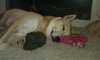 Honey - ADOPTED 09.29.11
