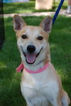 Honey - ADOPTED 09.29.11