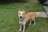Honey - ADOPTED 09.29.11