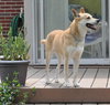 Honey - ADOPTED 09.29.11
