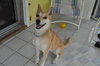 Honey - ADOPTED 09.29.11