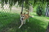 Honey - ADOPTED 09.29.11