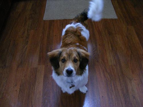 Wyatt/akaLouie-ADOPTED