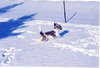 Wyatt/akaLouie-ADOPTED